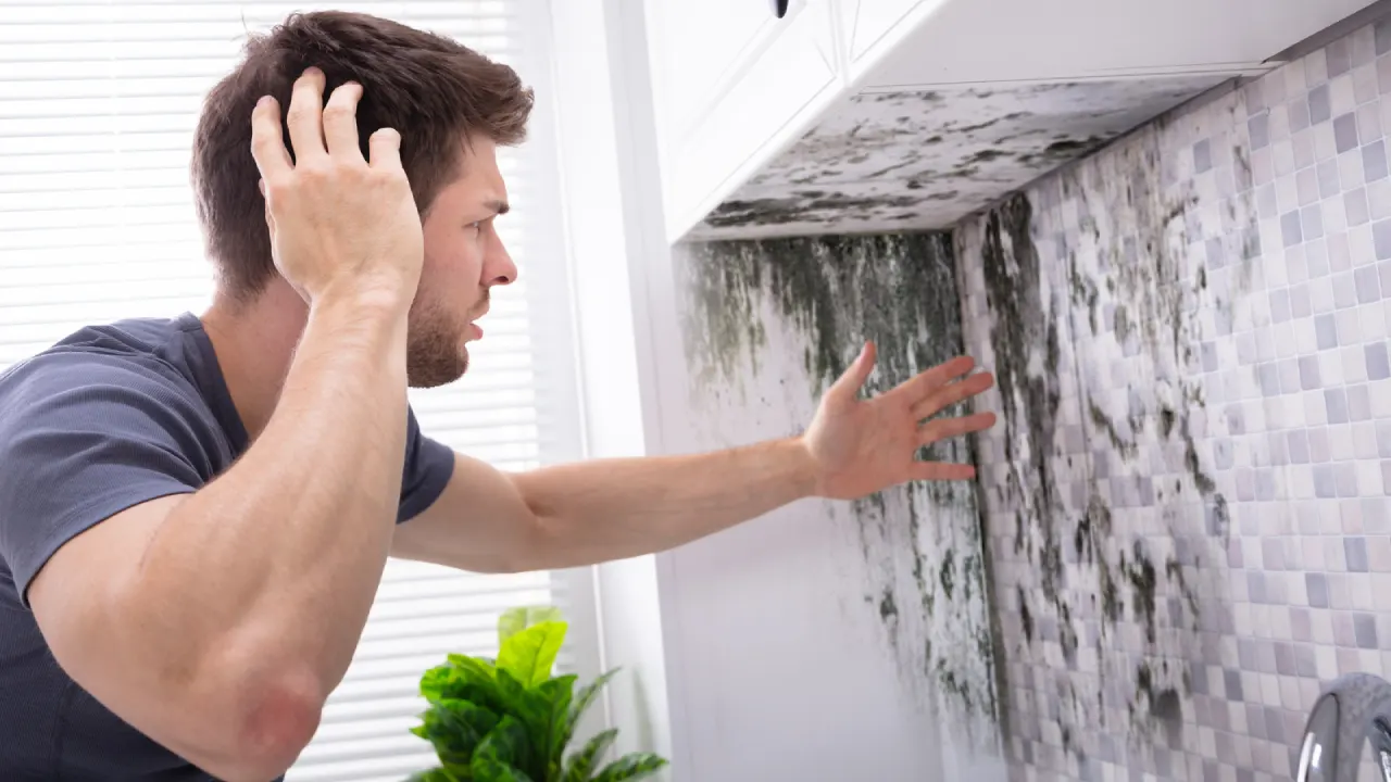 How to get rid of black mold – an expert guide