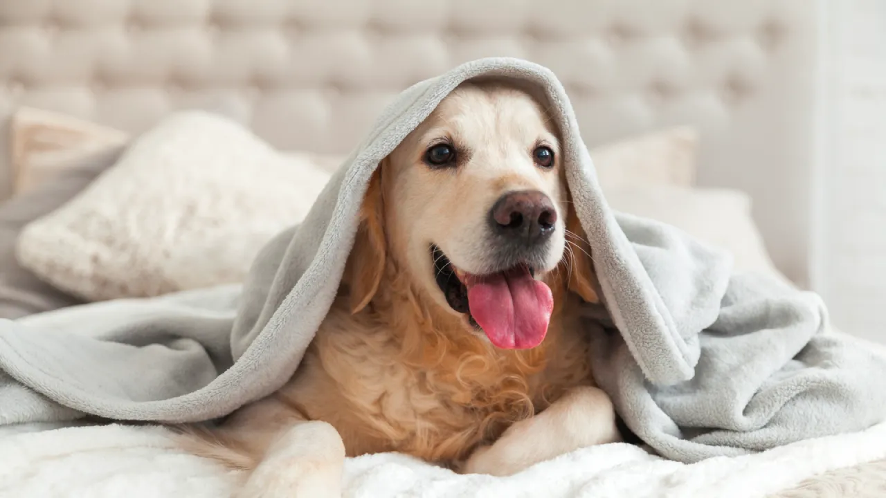 pet friendly spaces