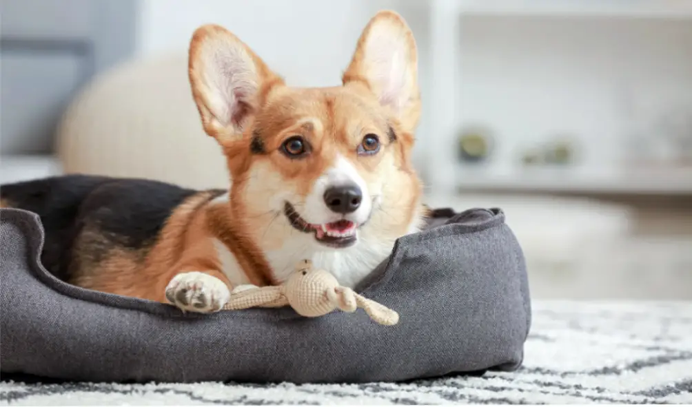 Create a Perfect Dog Room in Your Basement