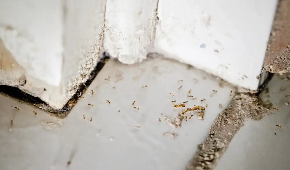 Basement Pest Control Tips: Keep Your Basement Bug-Free